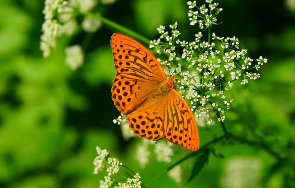 Macro, wings, Butterfly, beautiful, flowering, pollination, closeup