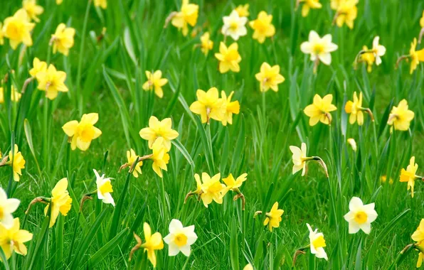 Greens, grass, flowers, daffodils