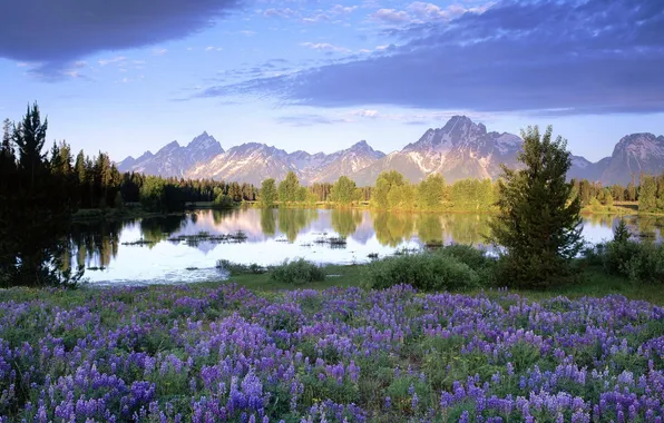 Picture trees, flowers, mountains, clouds, lake, glade