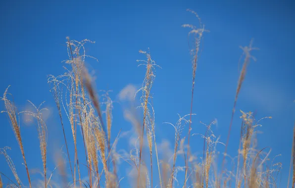 Picture autumn, the sky, grass, macro, plant