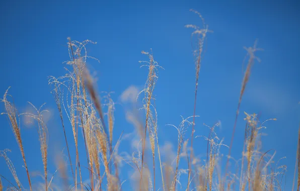 Autumn, the sky, grass, macro, plant