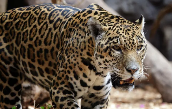 Picture cat, look, Jaguar