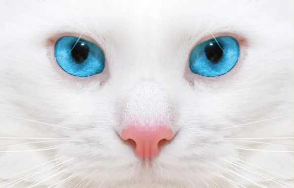 Picture macro, kitty, kitten, close up, micro, micro, beautiful white cat, big blue eyes