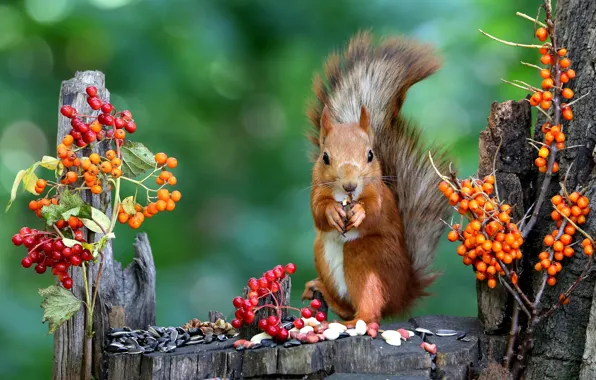 Autumn, nature, pose, berries, stump, protein, nuts, seeds