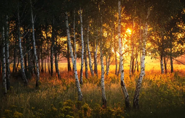 Forest, grass, the sun, light, trees, sunset, branches, trunks
