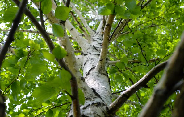 Nature, tree, birch