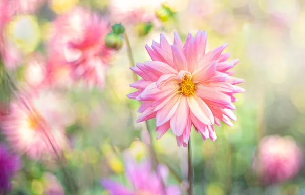 Summer, flowers, blur, garden, pink, Dahlia, bokeh, dahlias