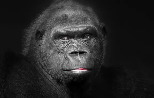 Portrait, monkey, Gorila