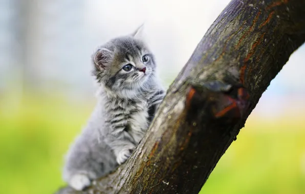 Picture kitty, background, tree, baby