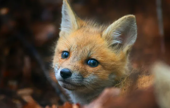 Background, portrait, muzzle, Fox, cub, wildlife, Fox, Fox