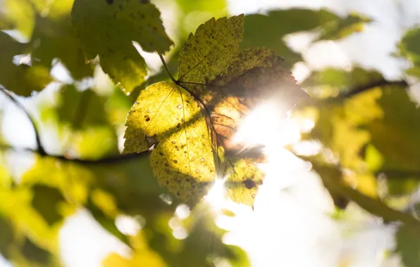 Picture autumn, leaves, light, nature