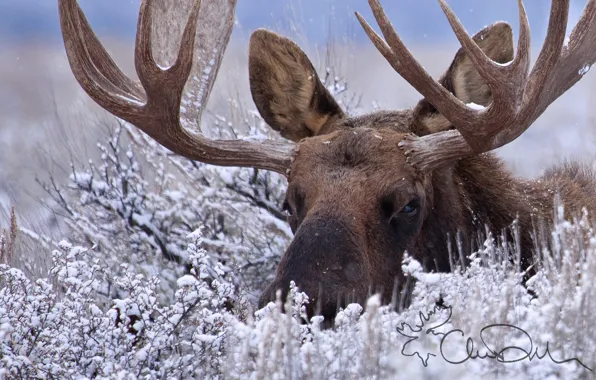 Winter, snow, horns, the bushes, moose