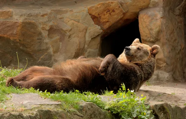 Picture stay, bear, lies