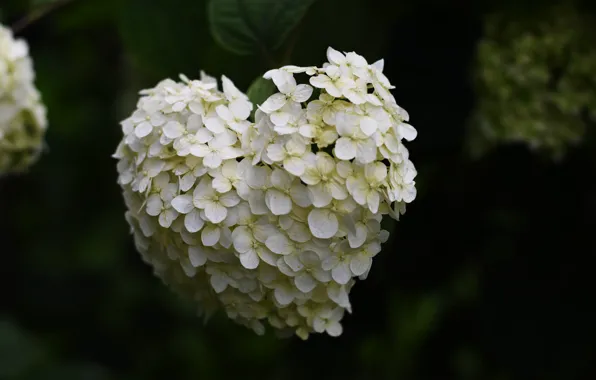 Picture macro, flowers, nature, hydrangea