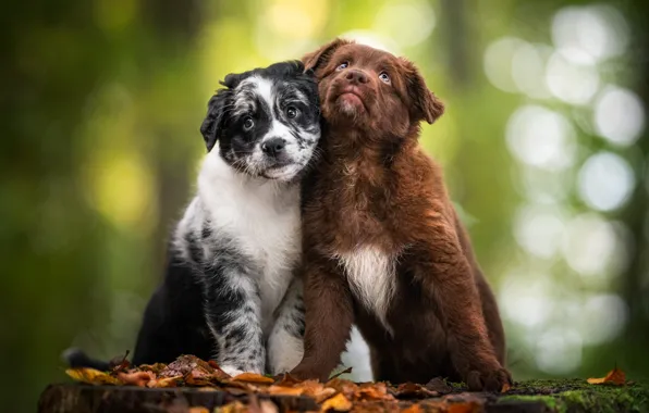 Picture animals, dogs, leaves, nature, puppies, a couple, bokeh, puppies