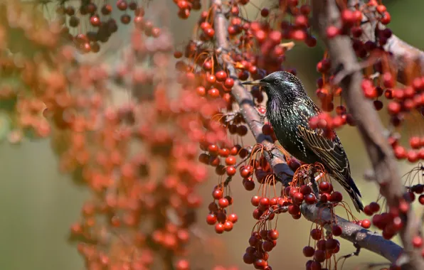 Berries, tree, bird, motley, Starling