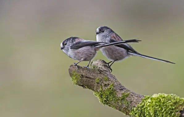 Branches, bird, long-tailed tit