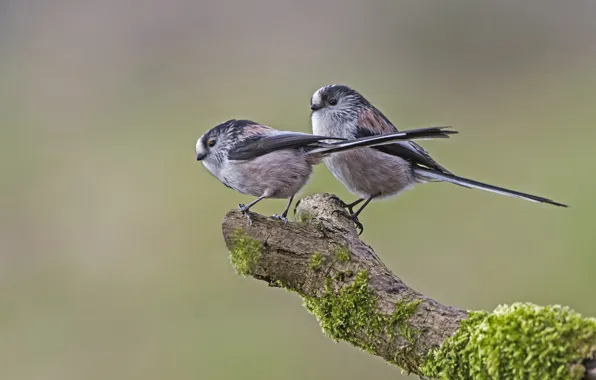 Picture birds, branch, long-tailed tit
