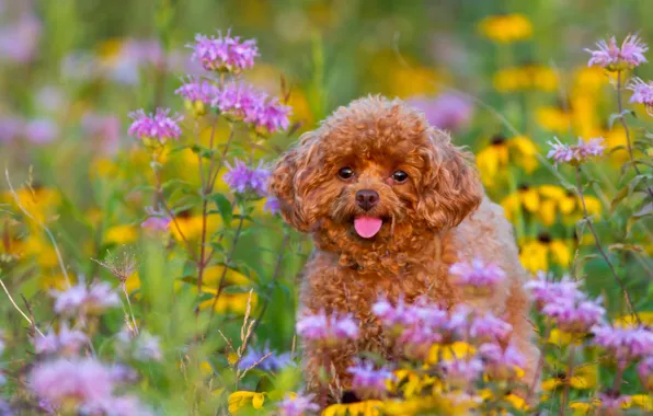 Flowers, dog, puppy, poodle