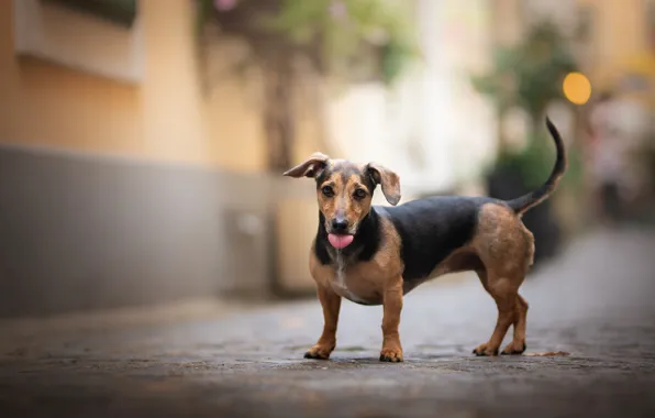 Picture each, street, dog