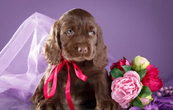 Picture flowers, puppy, bow, Spaniel