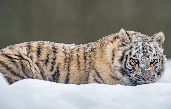 Winter, white, look, snow, nature, tiger, pose, the snow