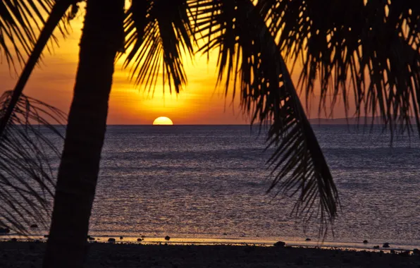 Tropics, palm trees, the ocean, the evening
