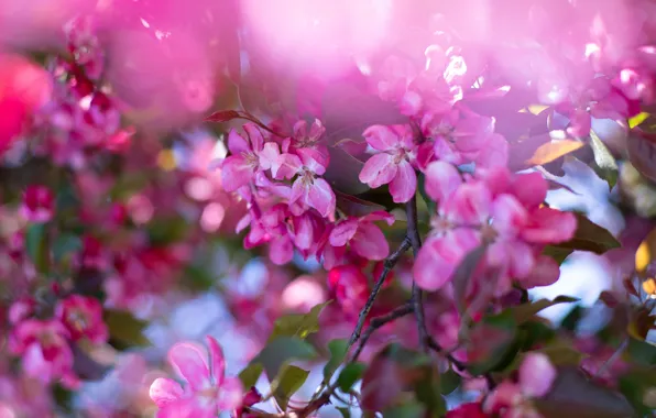 Leaves, flowers, branches, spring, pink, Apple, flowering, bokeh