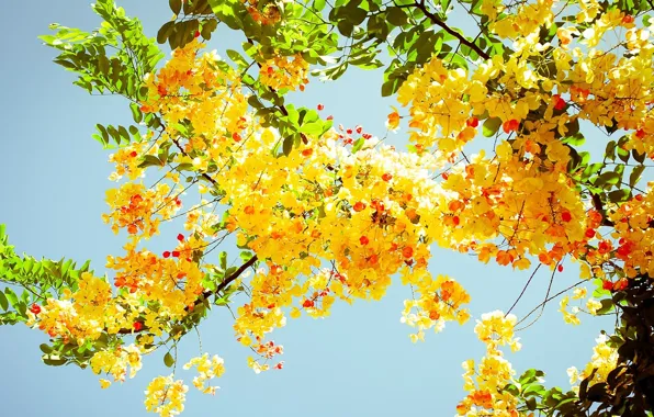 The sky, yellow, acacia