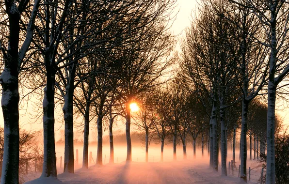 The sun, trees, fog, Road