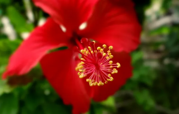 Picture macro, macro, delonix regia, Deloniks Royal