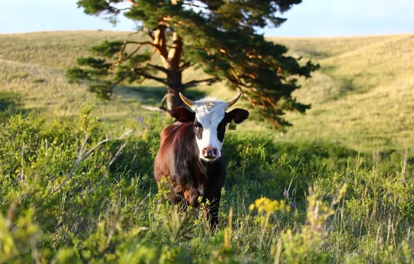 Background, spruce, cows, calf
