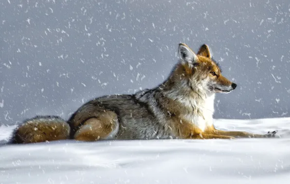 Winter, snow, wolf, coyote