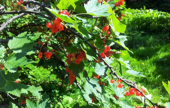 Picture berries, shrub, red currant