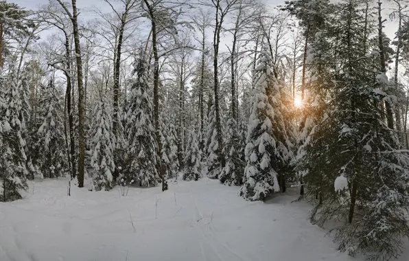 Winter, snow, nature, Forest, Moscow oblast