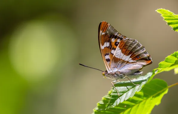 Leaves, macro, background, pattern, butterfly, plant, profile, insect