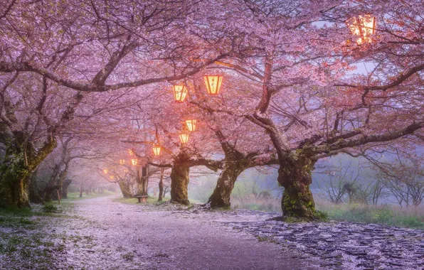 Picture trees, flowers, nature, lights, Park, the evening, Japan, Sakura