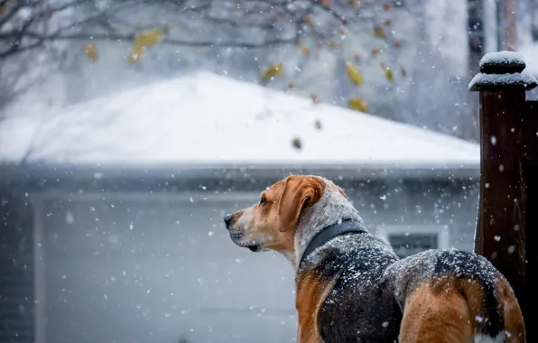 Winter, snow, dog