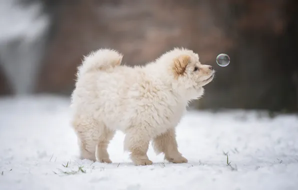 Winter, snow, nature, dog, profile, white, bokeh, bubble