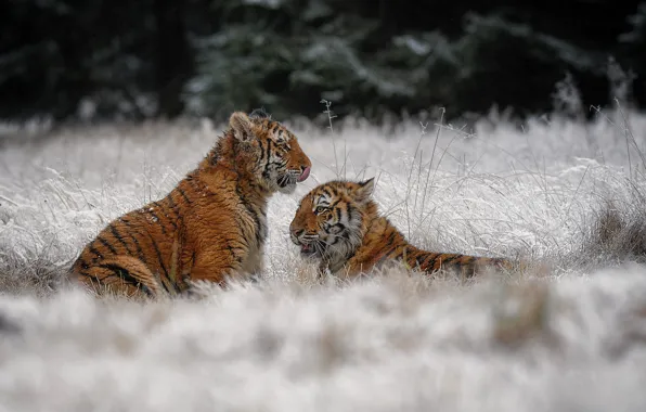 Winter, frost, grass, snow, nature, tiger, a couple, tigers