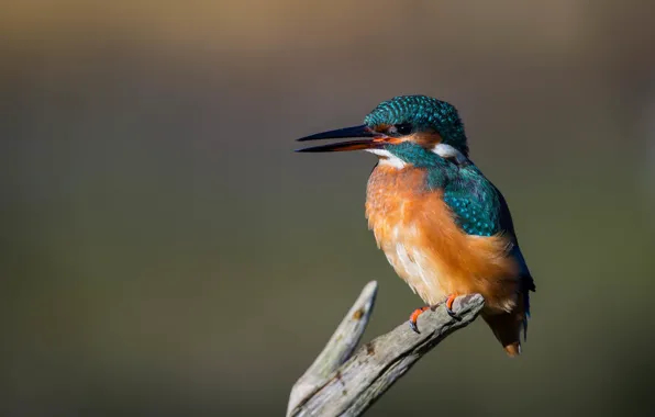 Picture bird, branch, Kingfisher