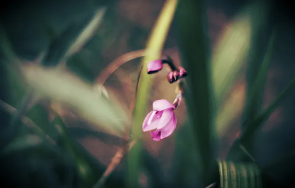 Flowers, nature, background