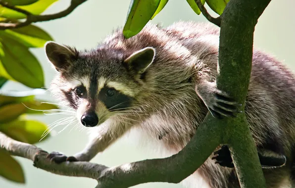 Picture look, branches, raccoon, face