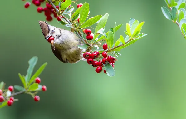 Branches, berries, bird, beak