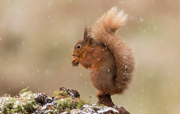 Snow, pose, background, walnut, protein, snowfall, squirrel, frozen