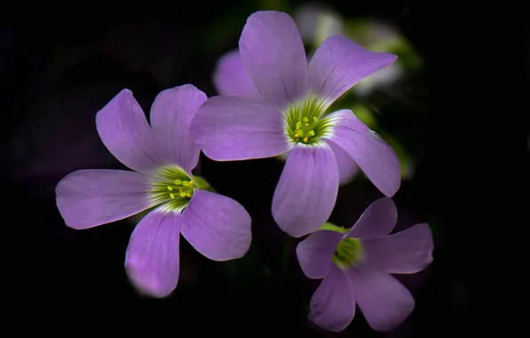 Flowers, background, paint, petals, inflorescence