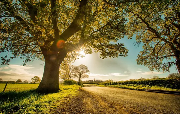 Picture road, trees, landscape, nature, dawn