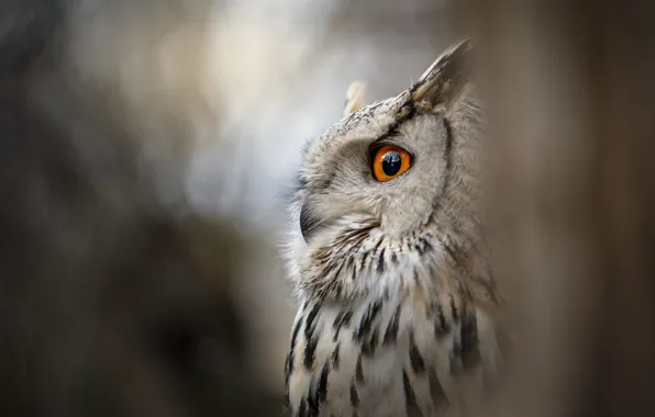 Eyes, look, nature, grey, background, owl, bird, portrait