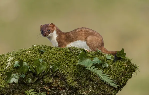 Greens, background, Ermine