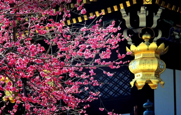Picture trees, Japan, flowering, drain, Kitano-The Kitano Tenmangu Shrine